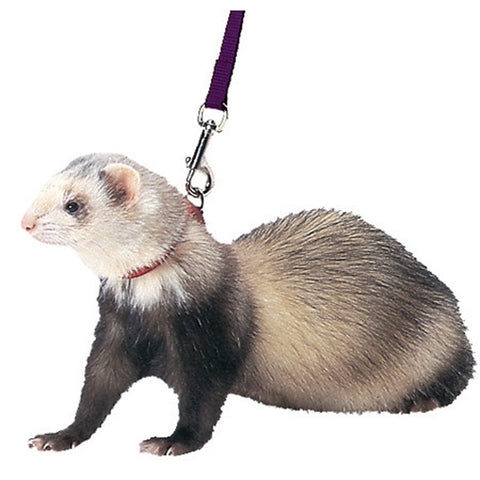 Marshall Pet - Ferret Harness & Lead Combo Red - 48" Long