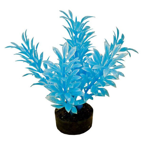 COLORBURST FLORALS - Exotic Mini Plant Neon Blue