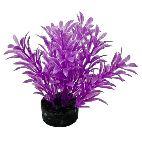 COLORBURST FLORALS - Exotic Mini Plant Neon Purple